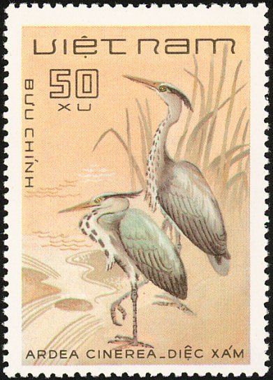 Grey Heron (Ardea cinerea)