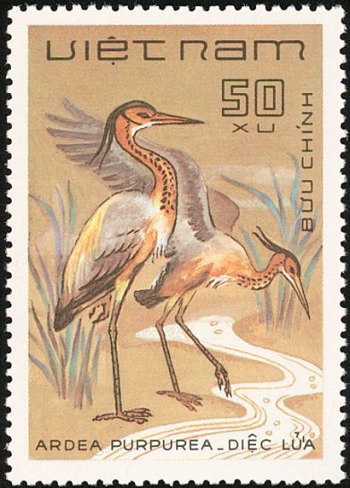 Purple Heron (Ardea purpurea)