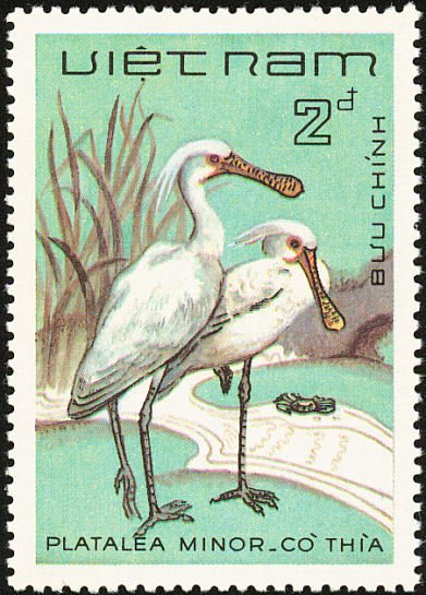 Black-faced Spoonbill (Platalea minor)