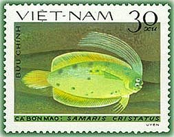 Cockatoo Righteye Flounder (Samaris cristatus)