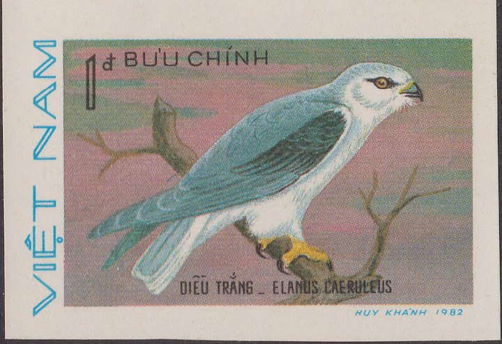 Black-winged Kite (Elanus caeruleus)
