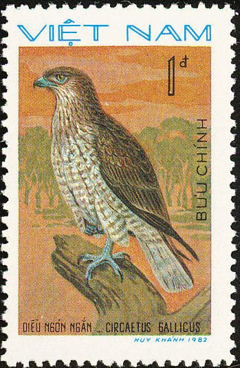 Short-toed Snake Eagle (Circaetus gallicus)