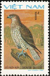 Stamp, Short-toed Snake Eagle (Circaetus gallicus), Vietnam,  , Birds, Birds of Prey, Animals (Fauna)