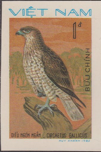 Short-toed Snake Eagle (Circaetus gallicus)