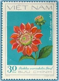 Red Dahlia