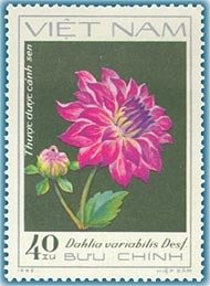 Rosa Lotus-Dahlia