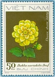 Yellow dahlias (Dahlia variabilis Desf.)