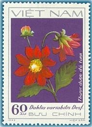 Red single dahlias (Dahlia variabilis Desf.)