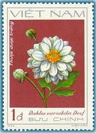 White dahlias (Dahlia variabilis Desf.)