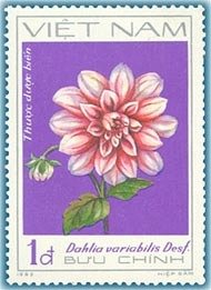 Green dahlias (Dahlia variabilis Desf.)