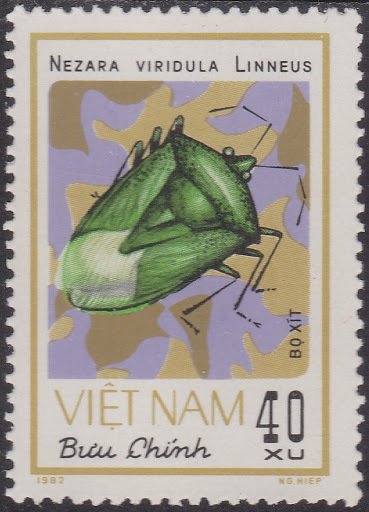 Southern Green Stink Bug (Nezara viridula)