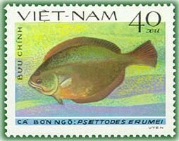 Indian Halibut (Psettodes erumei)