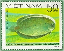 Peacock Sole (Pardachirus pavoninus)