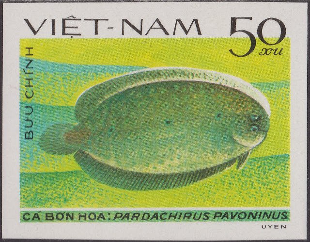 Peacock Sole (Pardachirus pavoninus)