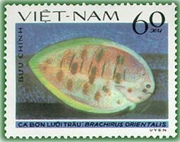 Oriental Sole (Brachirus orientalis)