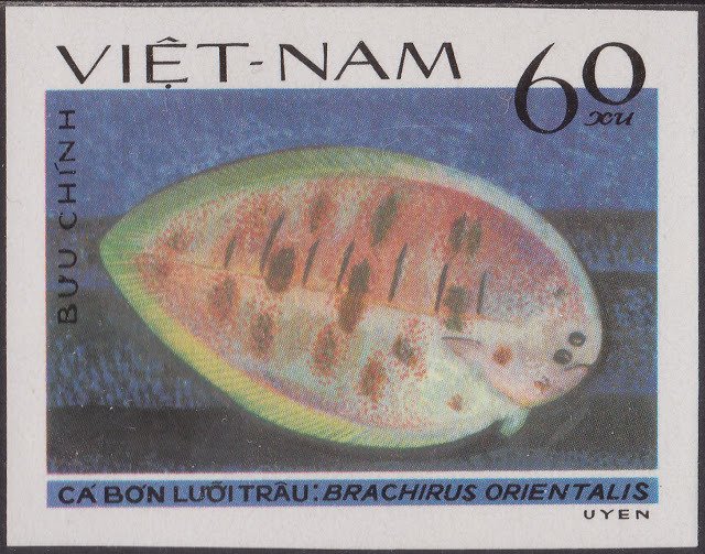 Oriental Sole (Brachirus orientalis)