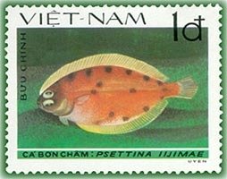 Leaf Flounder (Psettina iijimae)