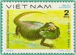 Eastern Beared Dragon (Amphibolurus barbatus)