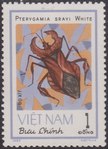 Squash Bug (Pterygamia srayi)