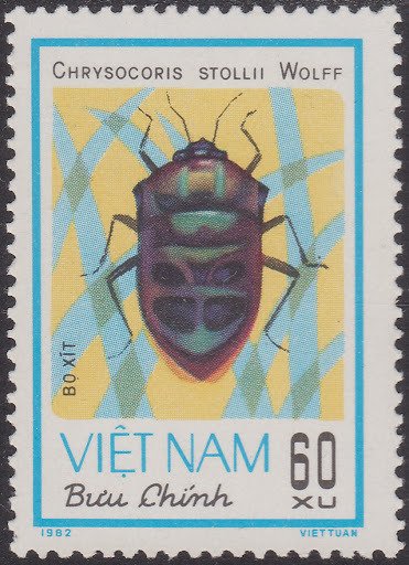 Shield-backed Bug (Chrysocoris stollii)