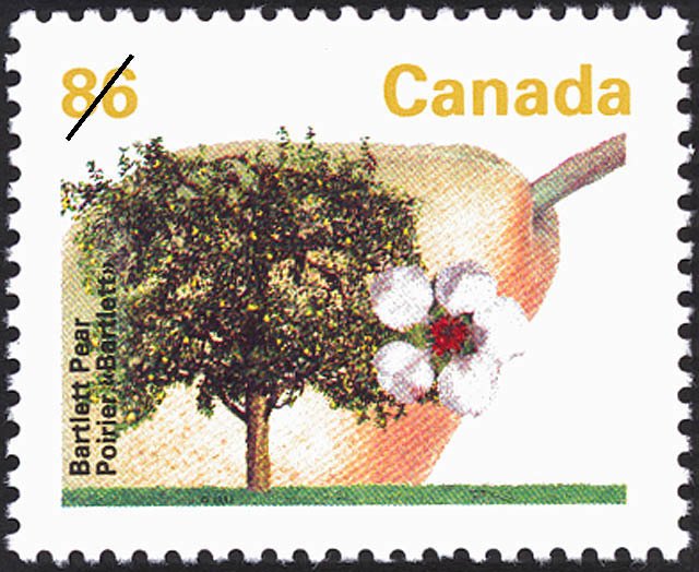 Bartlett Pear