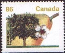 Bartlett Pear