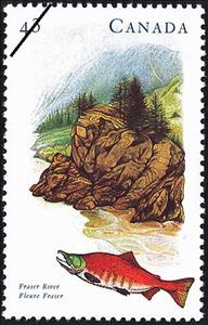 Stamp, Fraser River, BC, Canada,  , Landscapes, Rivers, Fishes