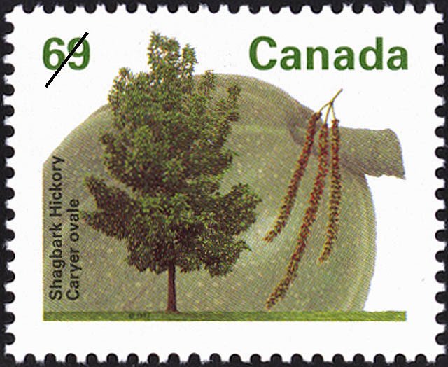Shagbark Hickory