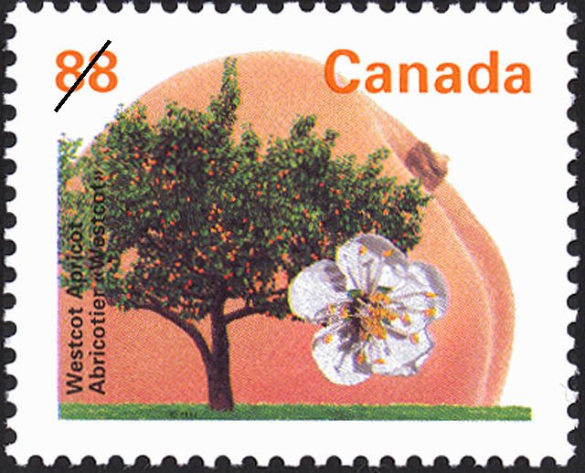 Westcot Apricot