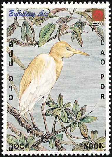 Cattle Egret (Bubulcus ibis)