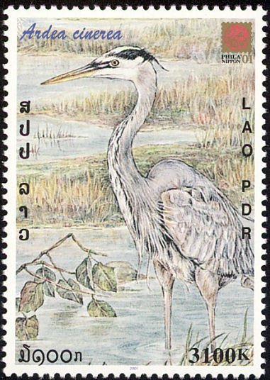 Grey Heron (Ardea cinerea)