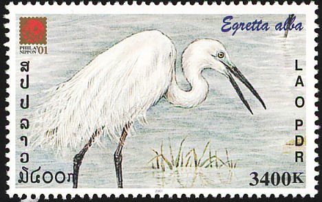 Great White Egret (Ardea alba)