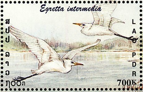 Stamp, Intermediate Egret (Egretta intermedia), Laos,  , Birds, Animals (Fauna)