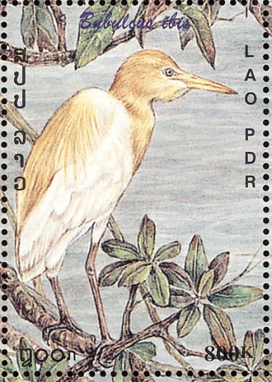 Cattle Egret (Bubulcus ibis)