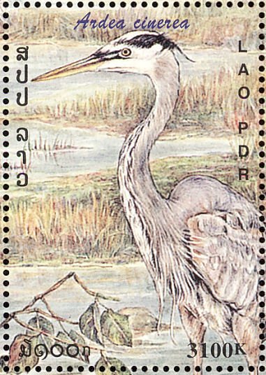 Grey Heron (Ardea cinerea)