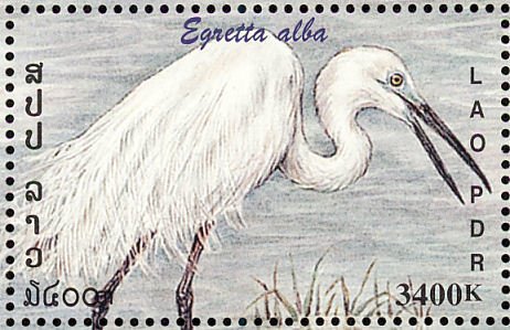 Great White Egret (Ardea alba)