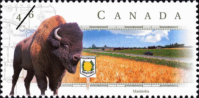 Yellowhead Highway, Manitoba - Bison (Bison bison)
