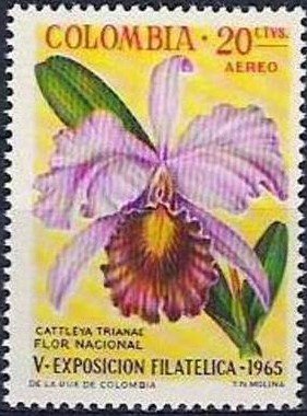 Cattleya truanae (Orchid)