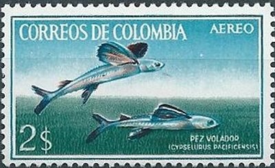 Flying Fish (Cypselurus pacificensis)