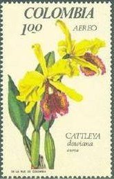 Orchids