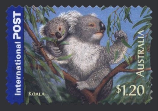 Koala (Phascolarctos cinereus)