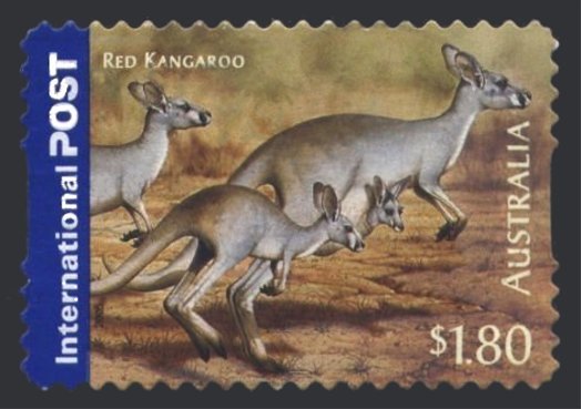 Red Kangaroo (Macropus rufus)