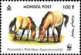 Przewalski’s Horse (Equus przewalskii) 