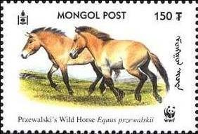 Przewalski’s Horse (Equus przewalskii)
