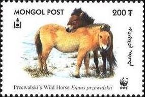 Przewalski’s Horse (Equus przewalskii)