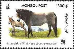 Przewalski’s Horse (Equus przewalskii)