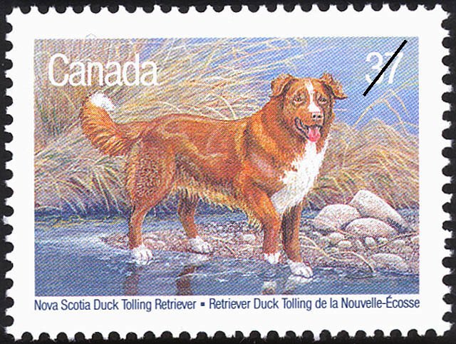 Nova Scotia Duck Tolling Retriever (Canis lupus familiaris)