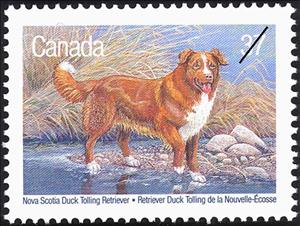 Stamp, Nova Scotia Duck Tolling Retriever (Canis lupus familiaris), Canada,  , Mammals, Dogs, Animals (Fauna)