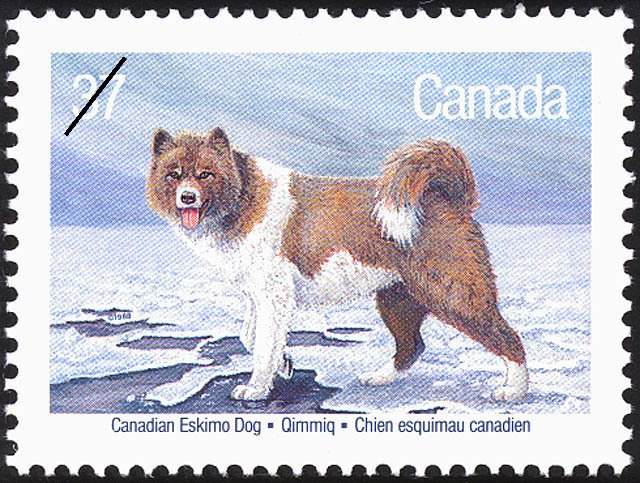 Canadian Eskimo Dog (Canis lupus familiaris)