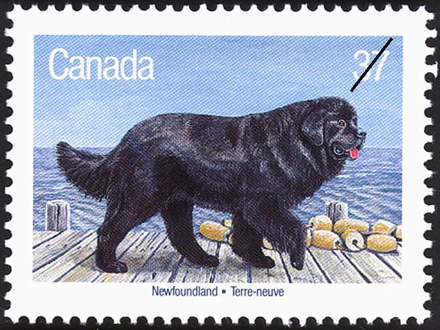 Newfoundland Dog (Canis lupus familiaris)